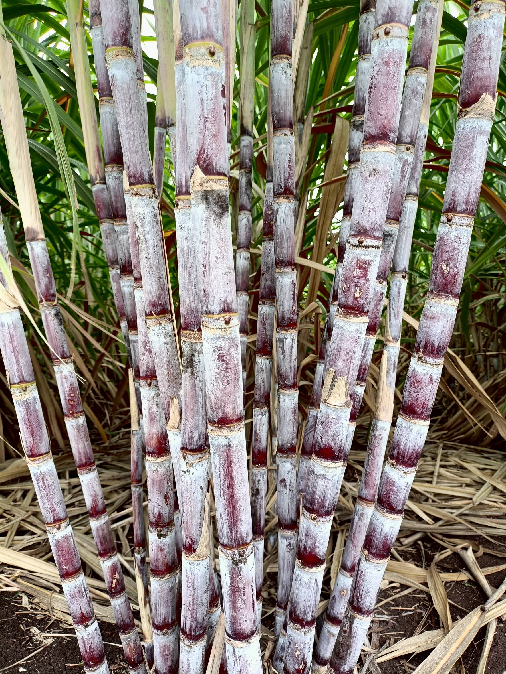 “อ้อยพันธุ์ กวก. นครสวรรค์ 2”อ้อยพันธุ์ใหม่ ผลผลิตสูง 18 ตัน/ไร่ 5 970701