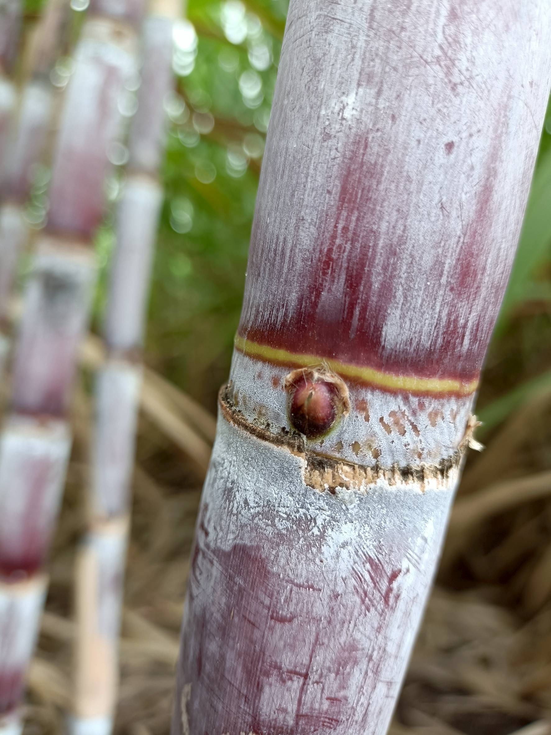 “อ้อยพันธุ์ กวก. นครสวรรค์ 2”อ้อยพันธุ์ใหม่ ผลผลิตสูง 18 ตัน/ไร่ 6 970702