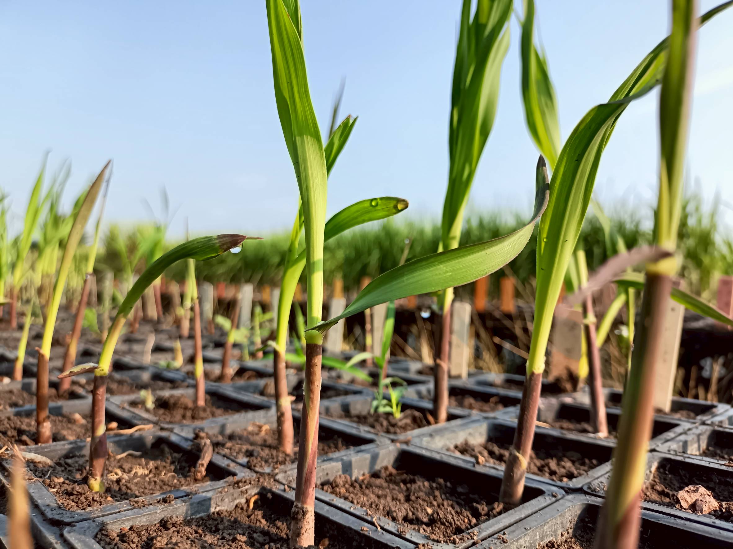 “อ้อยพันธุ์ กวก. นครสวรรค์ 2”อ้อยพันธุ์ใหม่ ผลผลิตสูง 18 ตัน/ไร่ 8 970704