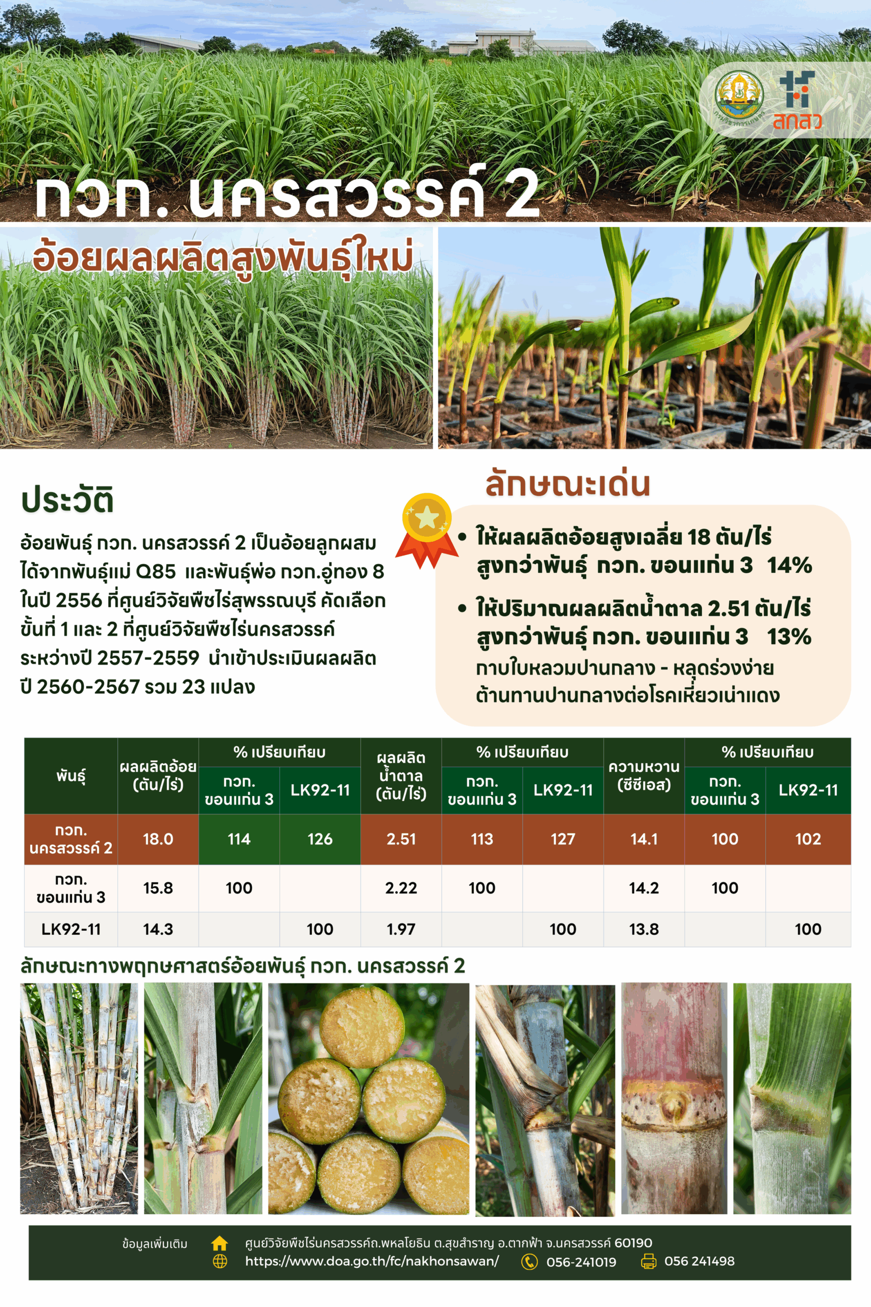 “อ้อยพันธุ์ กวก. นครสวรรค์ 2”อ้อยพันธุ์ใหม่ ผลผลิตสูง 18 ตัน/ไร่ 9 970706 scaled
