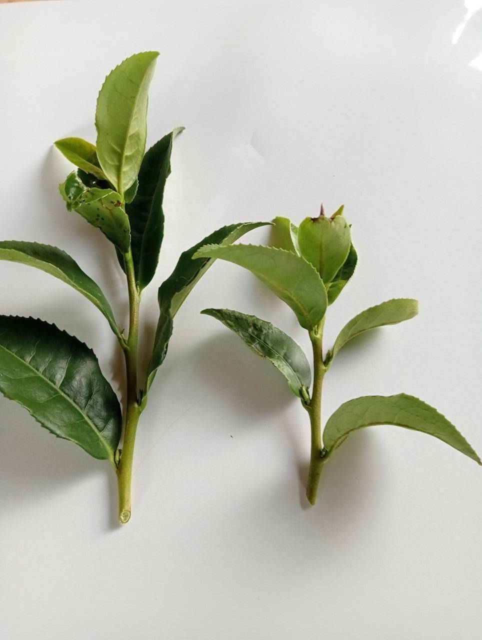 รู้จัก..ชาพันธุ์ กวก. เชียงใหม่ 1 2 971210 1