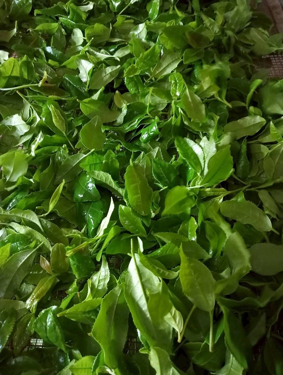 รู้จัก..ชาพันธุ์ กวก. เชียงใหม่ 1 3 971212