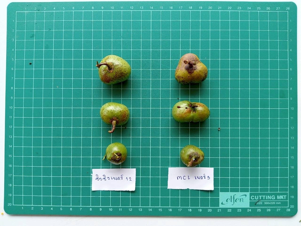 รู้จัก..ชาพันธุ์ กวก. เชียงใหม่ 1 4 971214