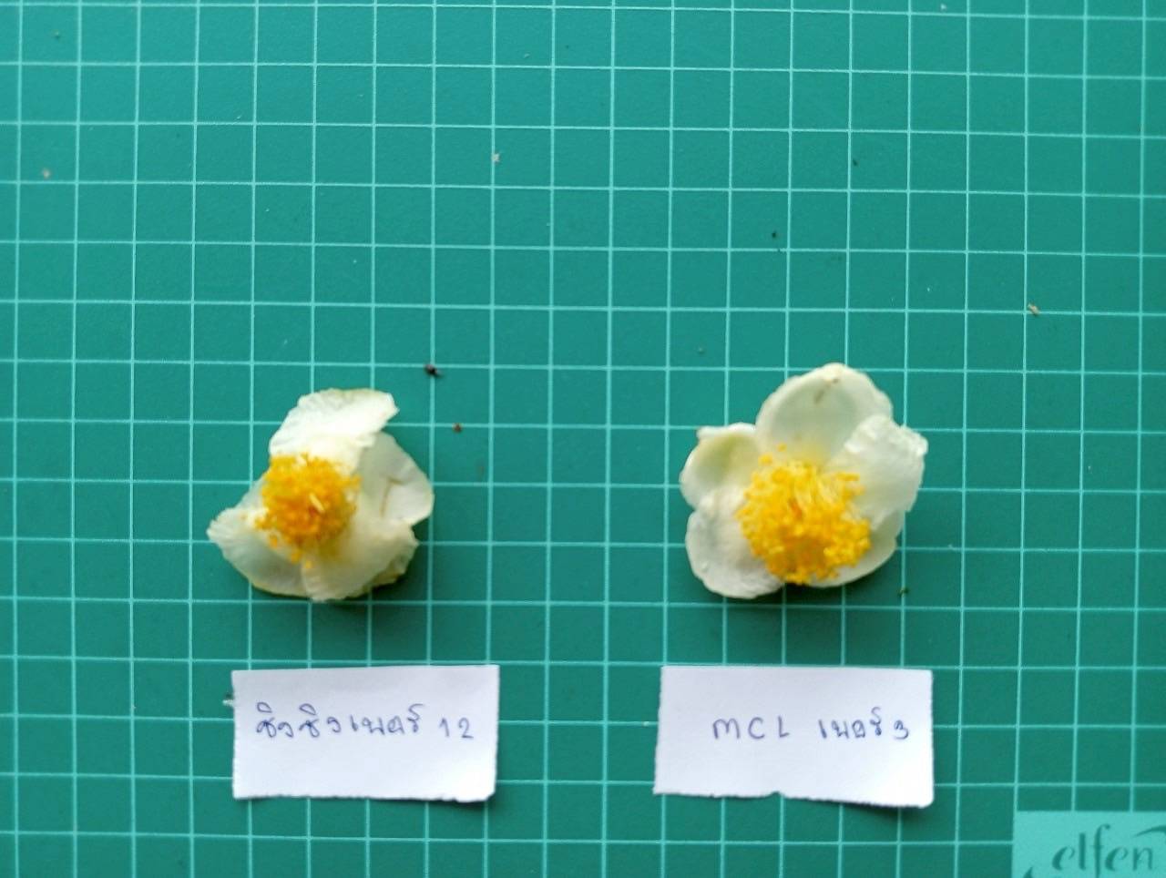 รู้จัก..ชาพันธุ์ กวก. เชียงใหม่ 1 5 971215