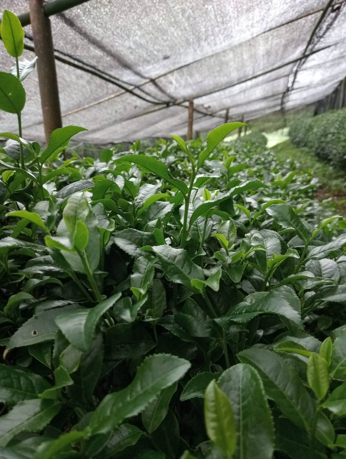 รู้จัก..ชาพันธุ์ กวก. เชียงใหม่ 1 6 971216