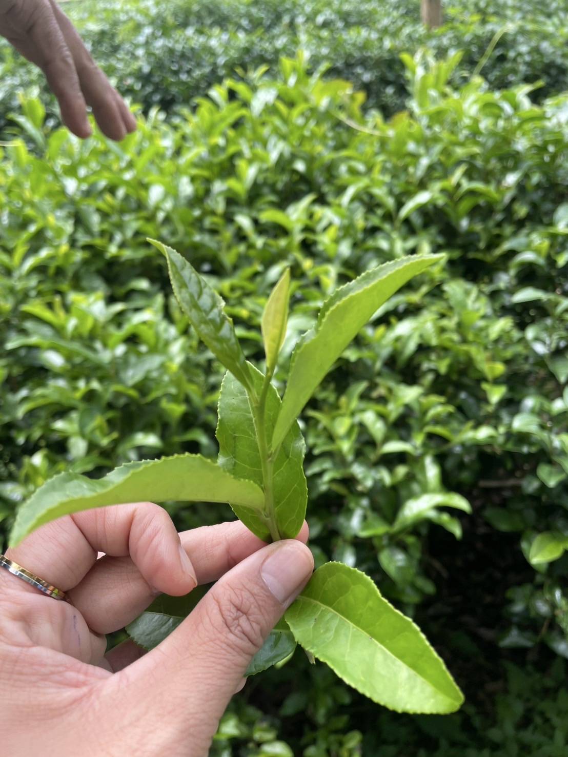 รู้จัก..ชาพันธุ์ กวก. เชียงใหม่ 1 7 971217 1