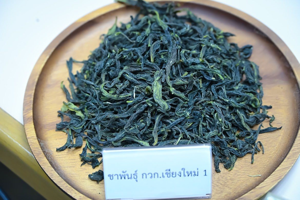 รู้จัก..ชาพันธุ์ กวก. เชียงใหม่ 1 9 971225