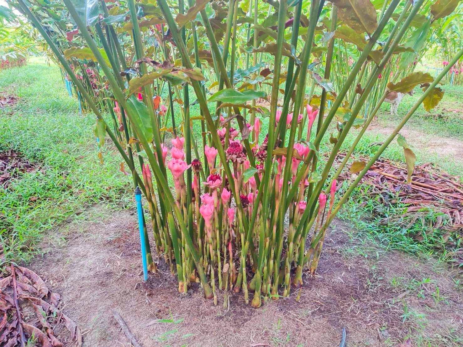 รู้จัก"ดาหลาพันธุ์ กวก. ตรัง 6" จากกรมวิชาการเกษตร 4 972337