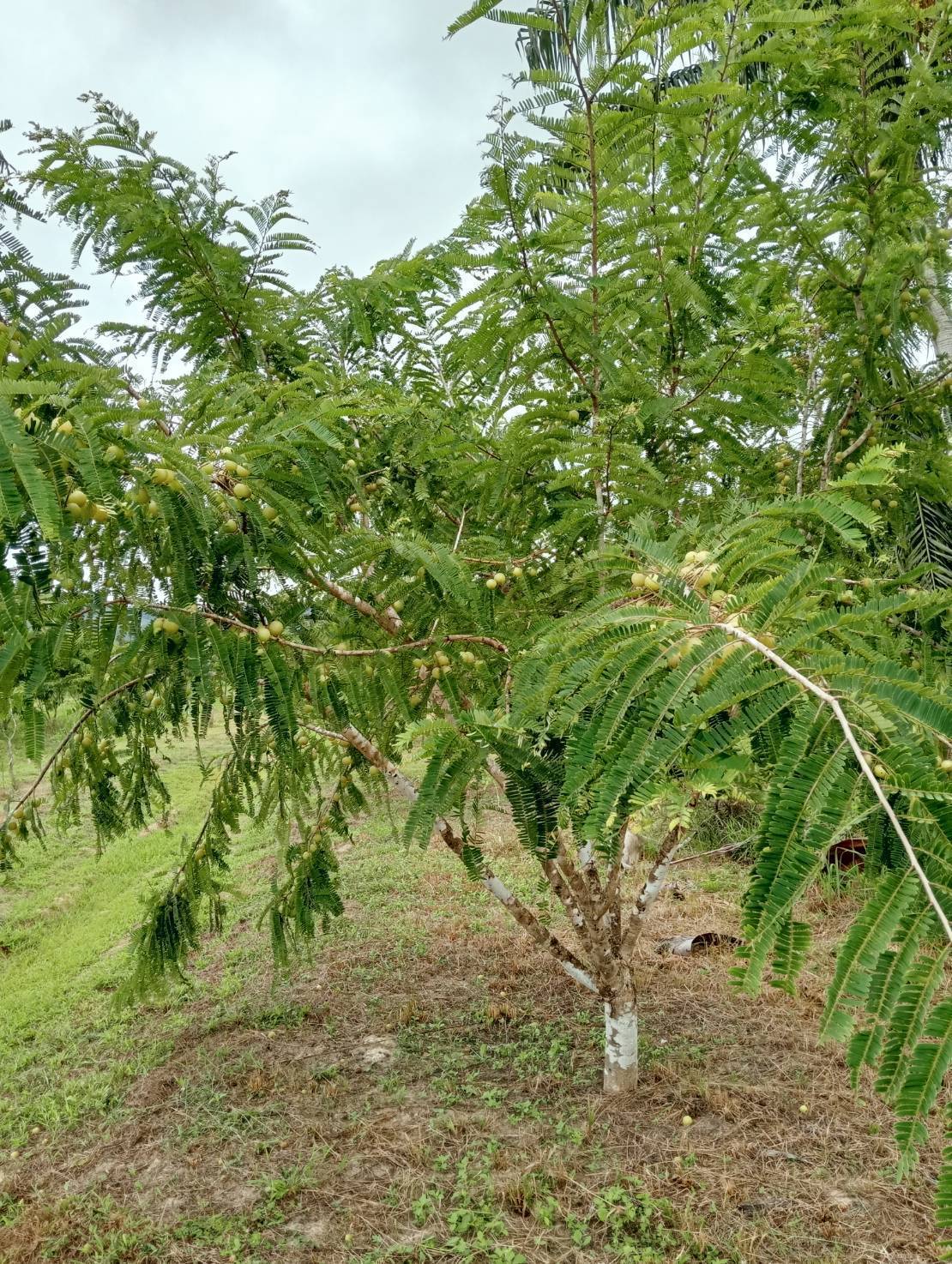 รู้จัก "มะขามป้อมพันธุ์ กวก. ตรัง 1" 4 972384