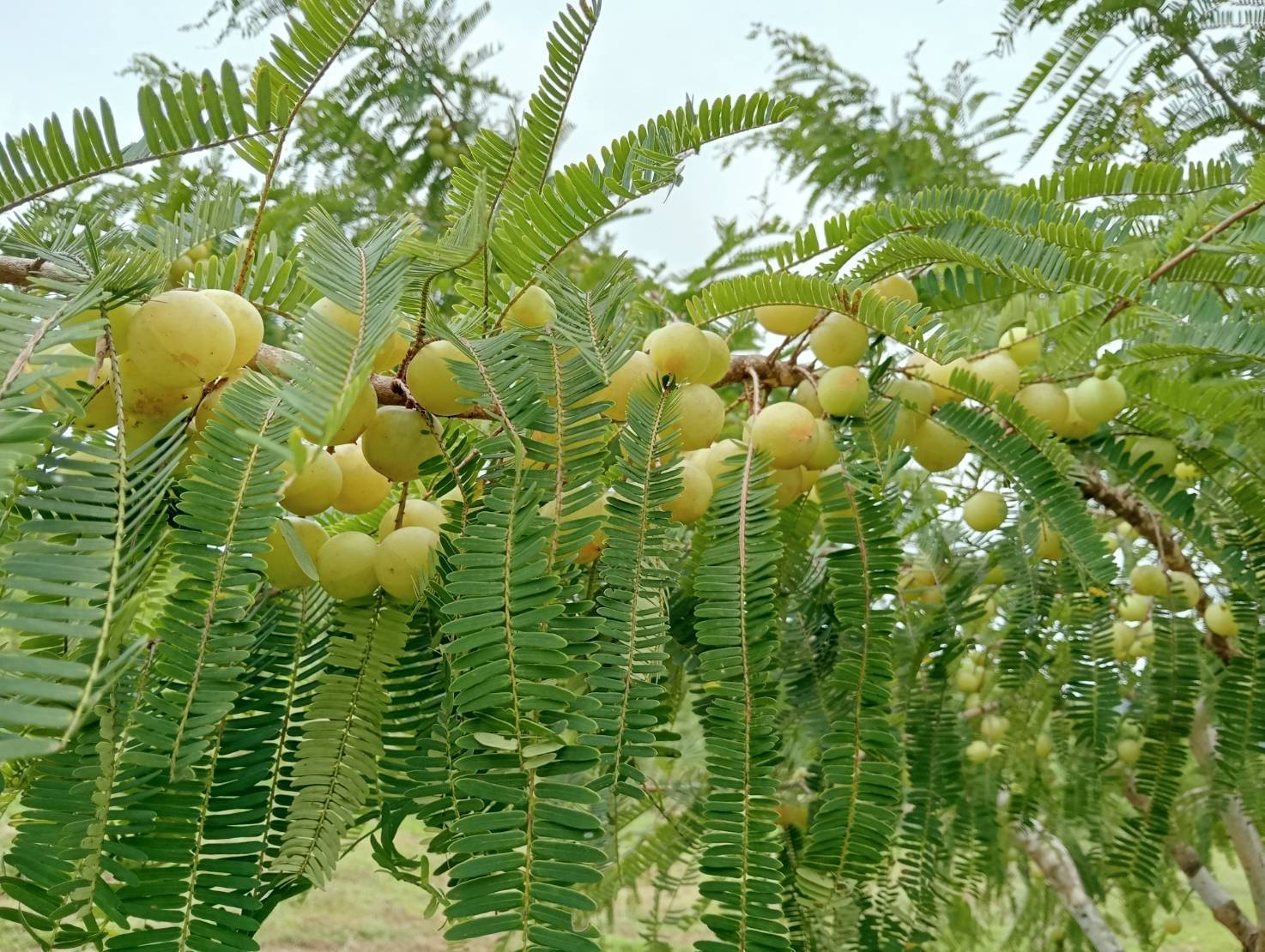 รู้จัก 972385