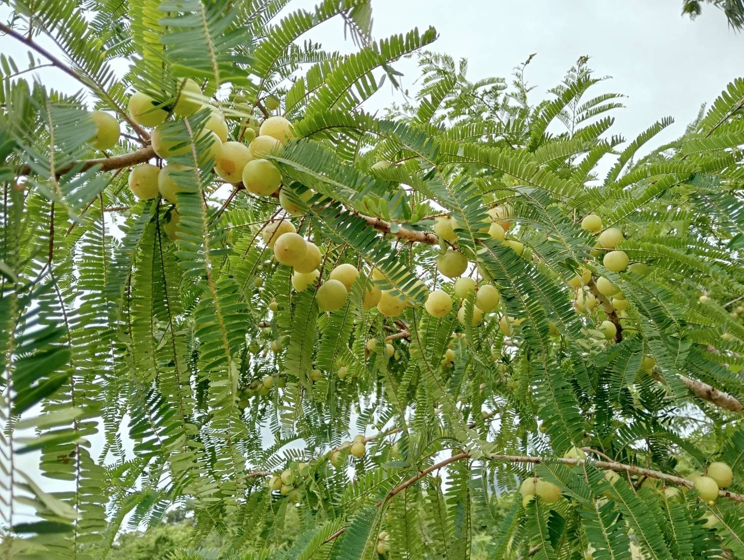 รู้จัก 972386