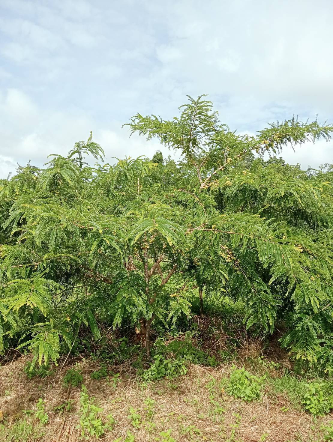 รู้จัก "มะขามป้อมพันธุ์ กวก. ตรัง 1" 7 972387