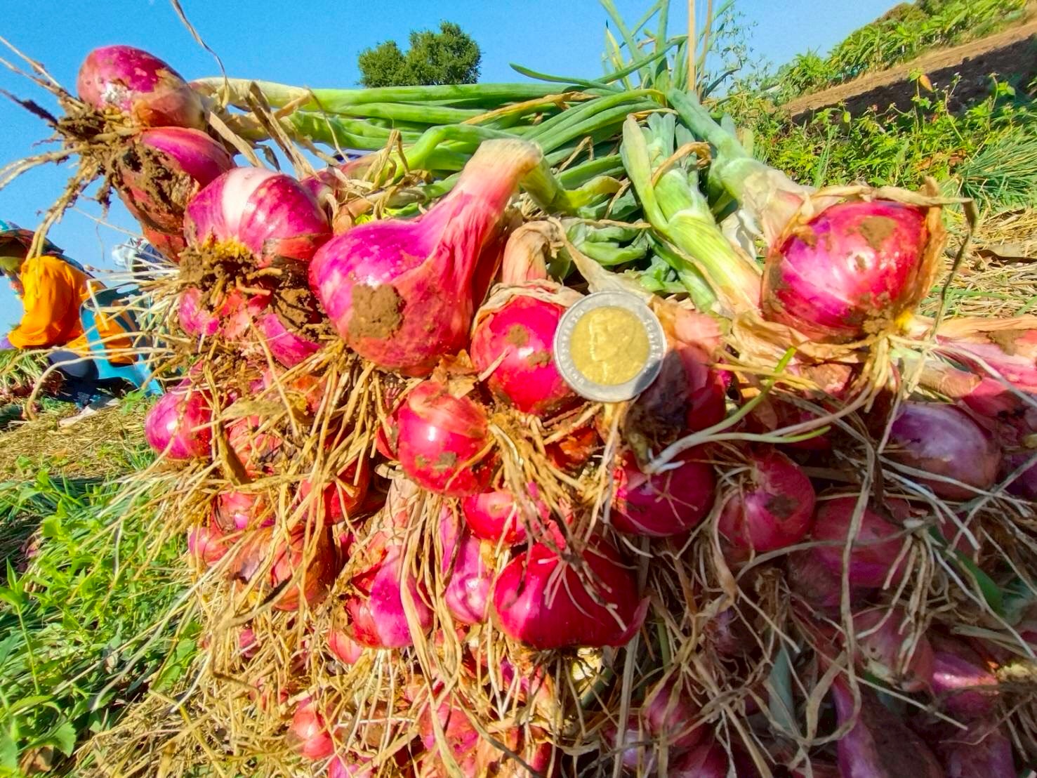 แปลงใหญ่หอมแดงบ้านโปร่งมีชัย จ.ชัยภูมิ ผลิตหอมแดงคุณภาพ สร้างรายได้เสริมให้เกษตรกรในพื้นที่ 5 BC852369 F42D 4A9D 87F6 5C49046111CD