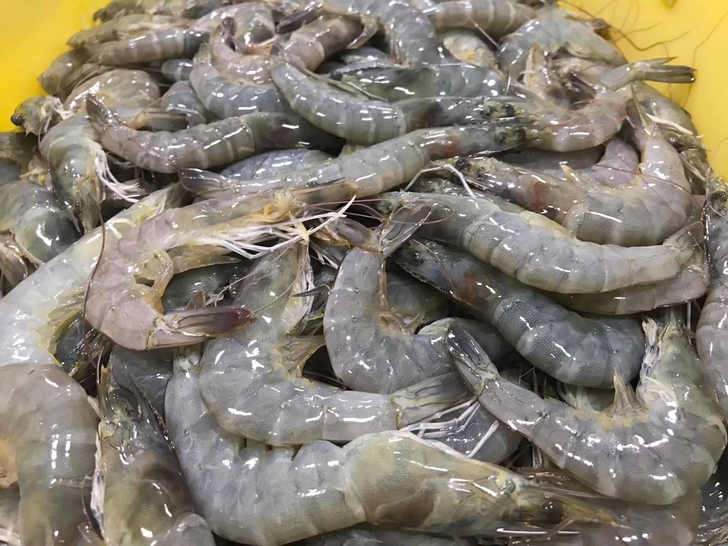 สศก. ลงพื้นที่สมุทรสาคร หนุนเกษตรกรเลี้ยงกุ้งขาวแวนนาไม GAP ชี้ได้เปรียบทั้งคุณภาพและความปลอดภัย 4 IMG 7645 0