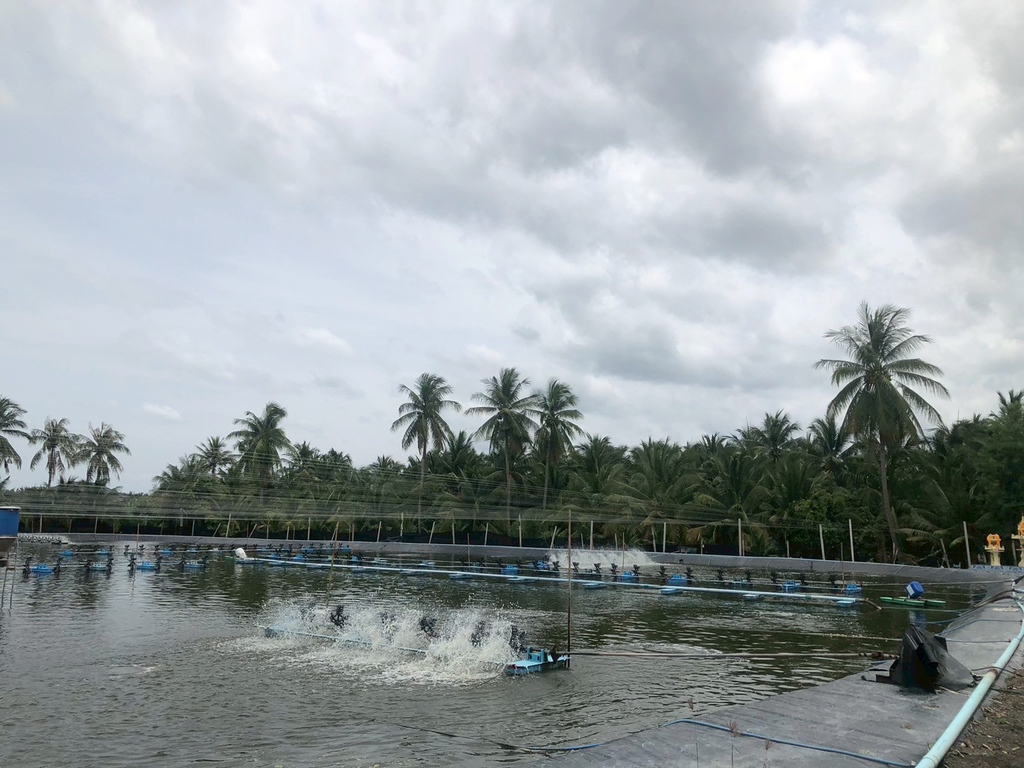 สศก. ลงพื้นที่สมุทรสาคร หนุนเกษตรกรเลี้ยงกุ้งขาวแวนนาไม GAP ชี้ได้เปรียบทั้งคุณภาพและความปลอดภัย 5 LINE ALBUM 17 สมุทรสาคร 250708 2 0