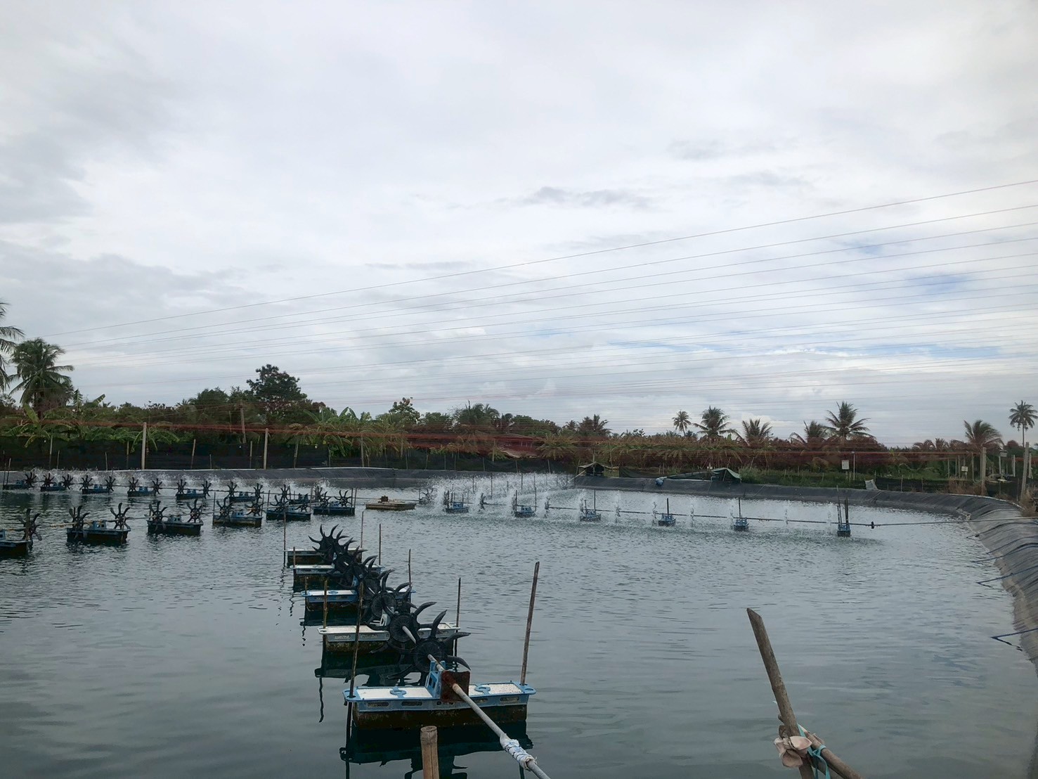 สศก. ลงพื้นที่สมุทรสาคร หนุนเกษตรกรเลี้ยงกุ้งขาวแวนนาไม GAP ชี้ได้เปรียบทั้งคุณภาพและความปลอดภัย 6 LINE ALBUM 27 สมุทรสาคร 250708 12 0