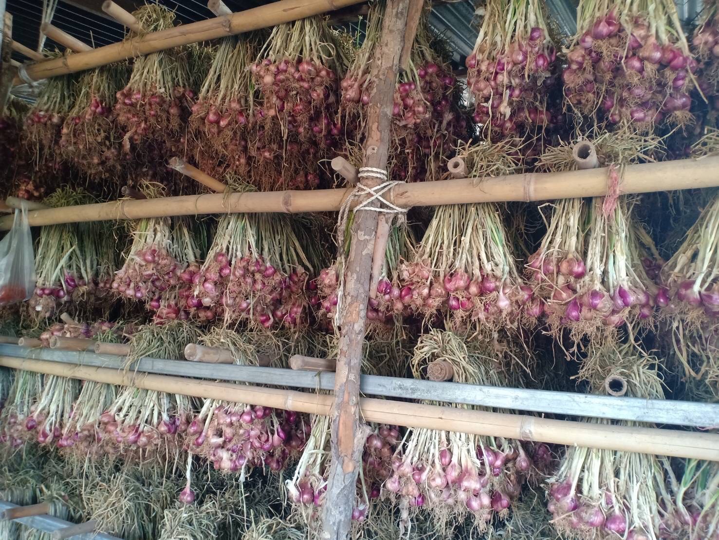 แปลงใหญ่หอมแดงบ้านโปร่งมีชัย จ.ชัยภูมิ ผลิตหอมแดงคุณภาพ สร้างรายได้เสริมให้เกษตรกรในพื้นที่ 4 LINE ALBUM หอมแดง 250814 104 0