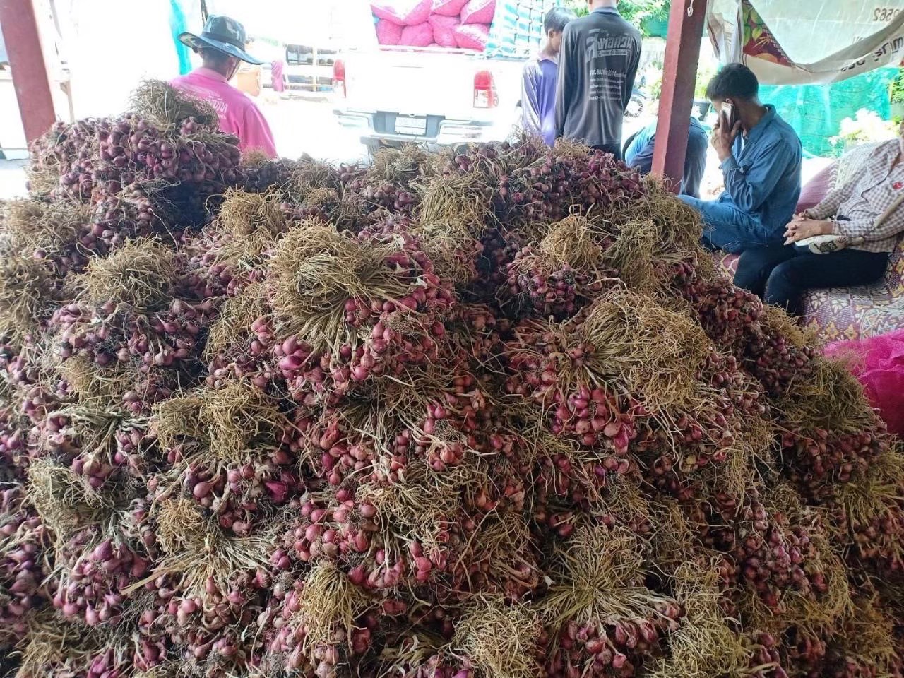 แปลงใหญ่หอมแดงบ้านโปร่งมีชัย จ.ชัยภูมิ ผลิตหอมแดงคุณภาพ สร้างรายได้เสริมให้เกษตรกรในพื้นที่ 9 LINE ALBUM หอมแดง 250814 16 0