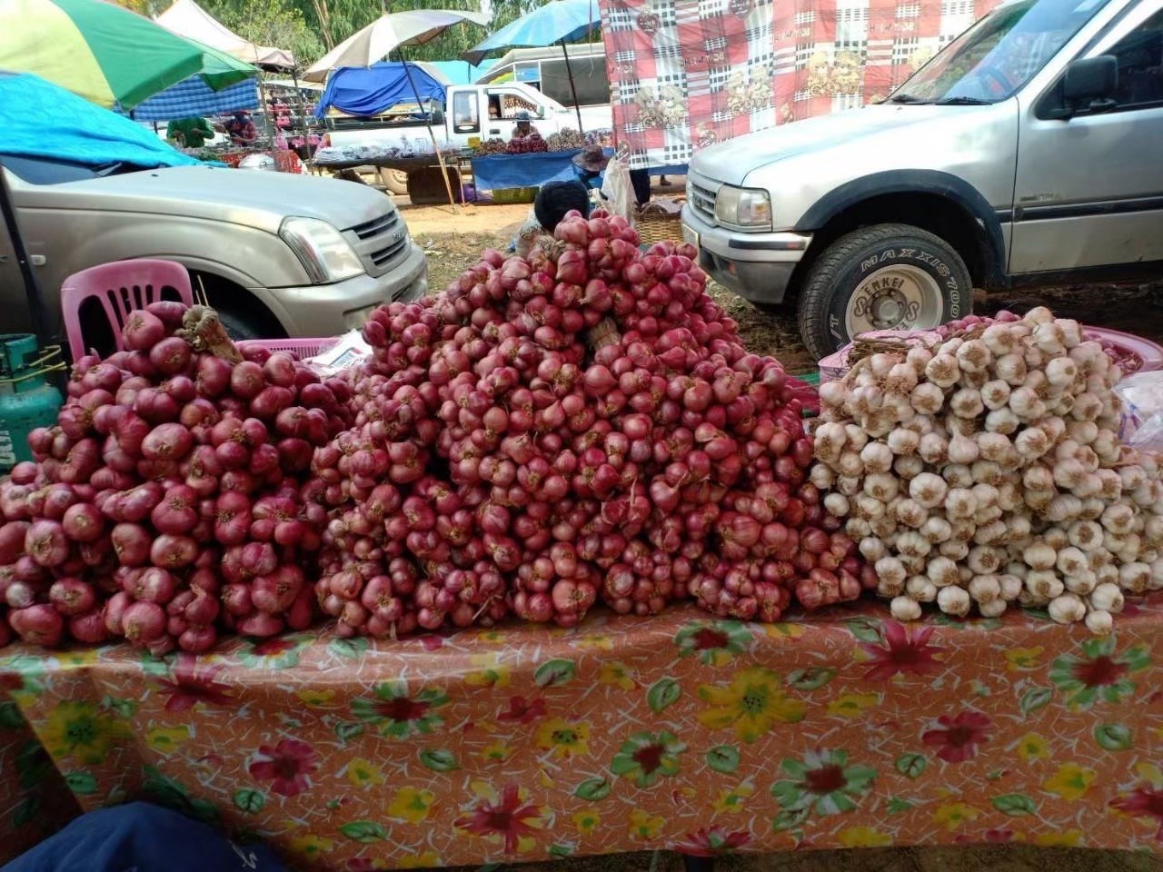 แปลงใหญ่หอมแดงบ้านโปร่งมีชัย จ.ชัยภูมิ ผลิตหอมแดงคุณภาพ สร้างรายได้เสริมให้เกษตรกรในพื้นที่ 10 LINE ALBUM หอมแดง 250814 18 0