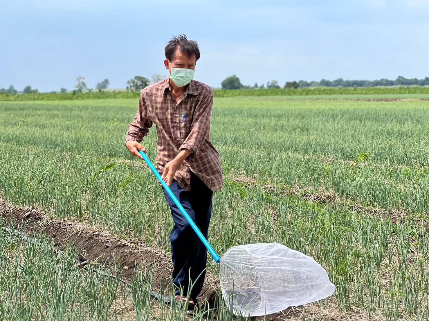 แปลงใหญ่หอมแดงบ้านโปร่งมีชัย จ.ชัยภูมิ ผลิตหอมแดงคุณภาพ สร้างรายได้เสริมให้เกษตรกรในพื้นที่ 7 LINE ALBUM หอมแดง 250814 1 0