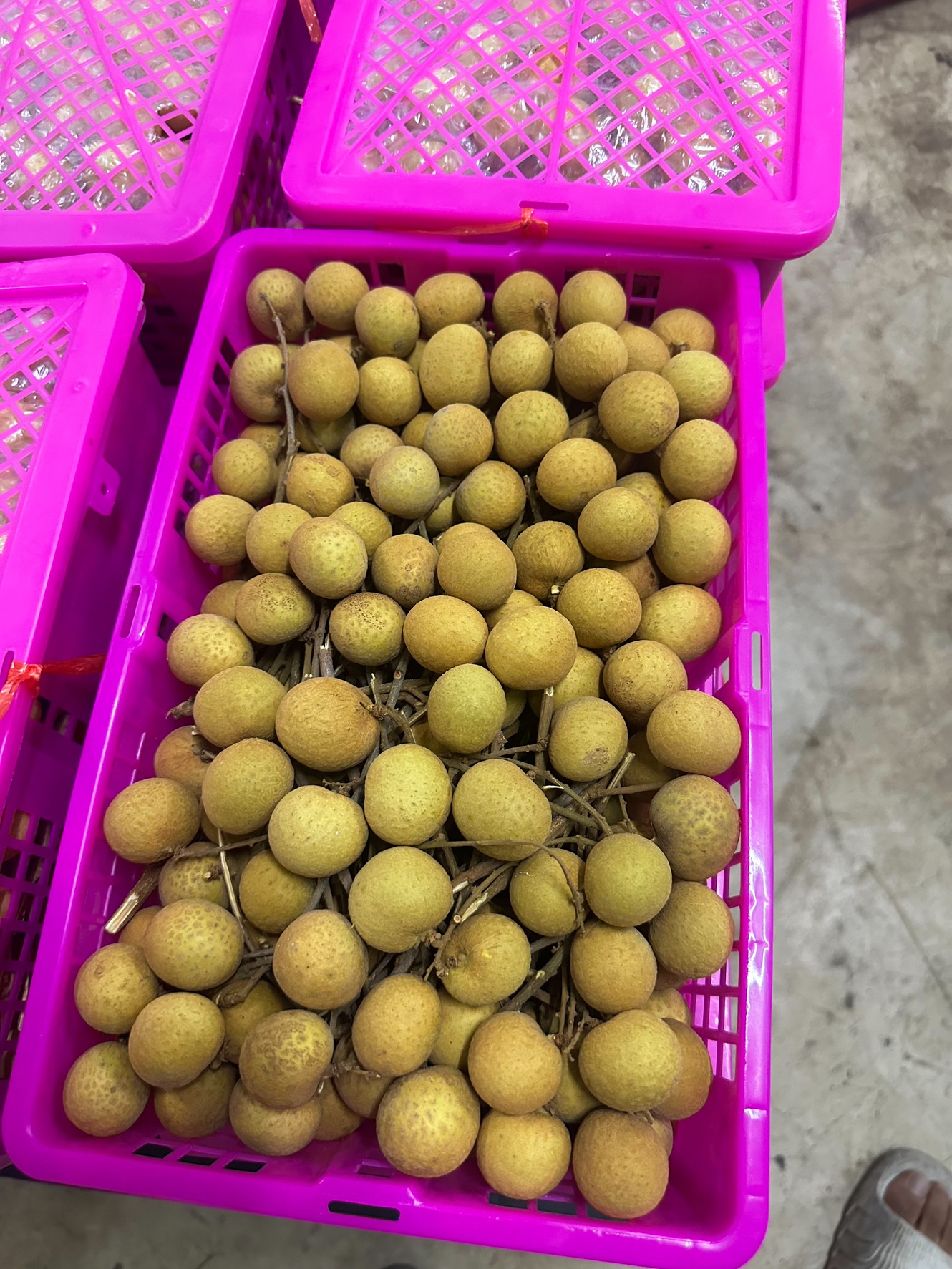 กรมส่งเสริมการเกษตร นำเกษตรกรสร้างรายได้ ขายลำไยแล้ว 11 ตัน 4 S 1122318 0