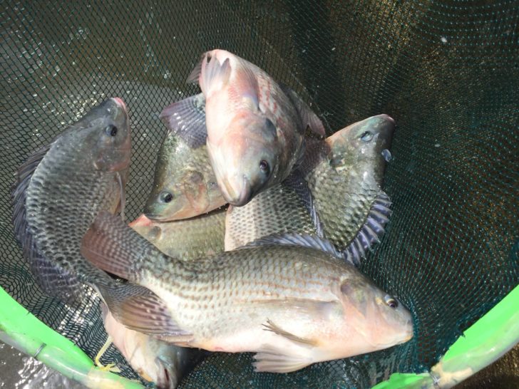 รู้วิธีเลี้ยง S 13271120 728x546 1