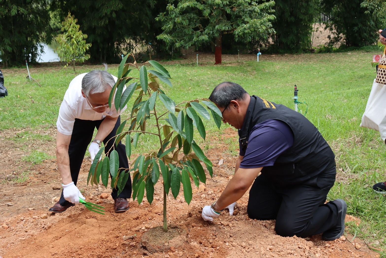 กรมส่งเสริมการเกษตร เปิดสวนทุเรียนคุณภาพ ต้อนรับกงสุลใหญ่จีนประจำสงขลา สร้างความเชื่อมั่น ทุเรียนชายแดนใต้ สู่ตลาดสากล 10 S 133177367