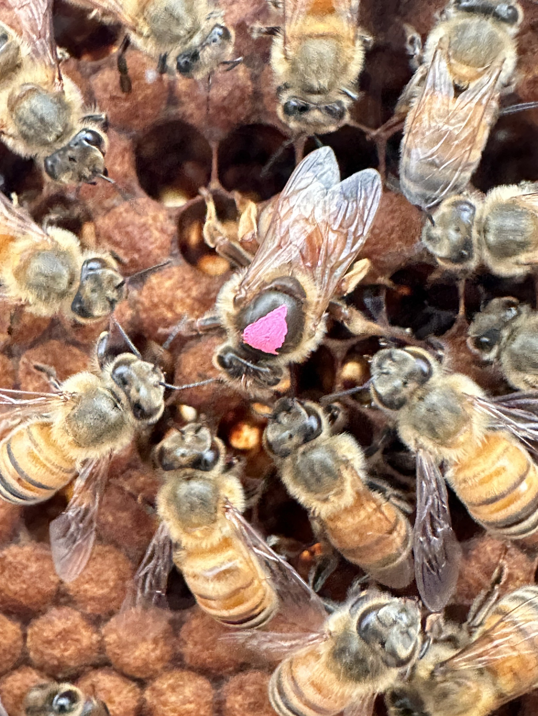 เกษตรฯ ประกาศตนเป็นนักอนุรักษ์สิ่งแวดล้อม ด้วยการใช้แมลงผสมเกสร เพื่อสร้างความมั่นคงทางอาหาร 14 S 16015374