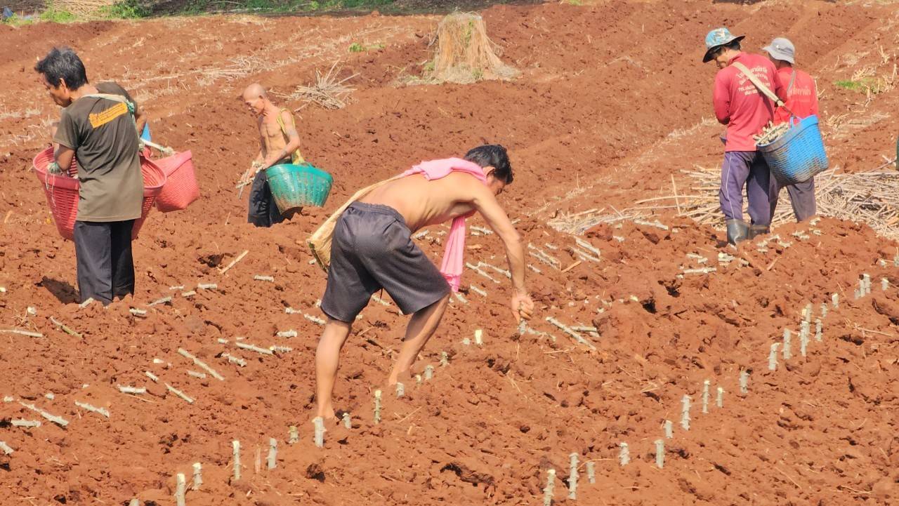 กรมส่งเสริมการเกษตร แนะเตรียมดินปลูกมันสำปะหลัง เพิ่มผลผลิตคุณภาพ สร้างรายได้ดี 5 S 161021980 0