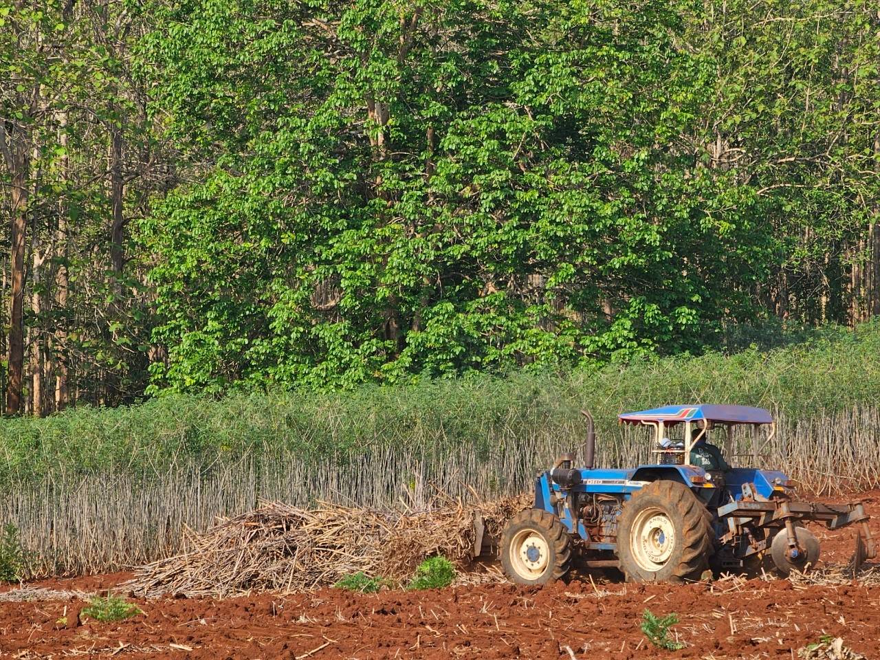 กรมส่งเสริมการเกษตร แนะเตรียมดินปลูกมันสำปะหลัง เพิ่มผลผลิตคุณภาพ สร้างรายได้ดี 6 S 161021982 0