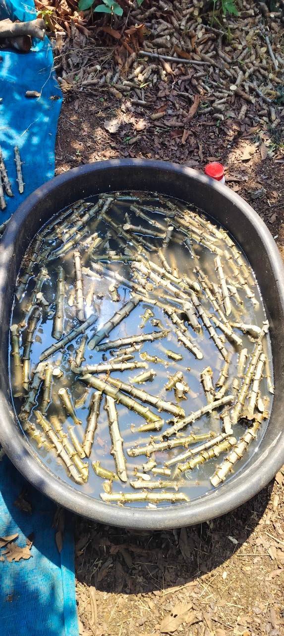 กรมส่งเสริมการเกษตร แนะเตรียมดินปลูกมันสำปะหลัง เพิ่มผลผลิตคุณภาพ สร้างรายได้ดี 7 S 161021983 0