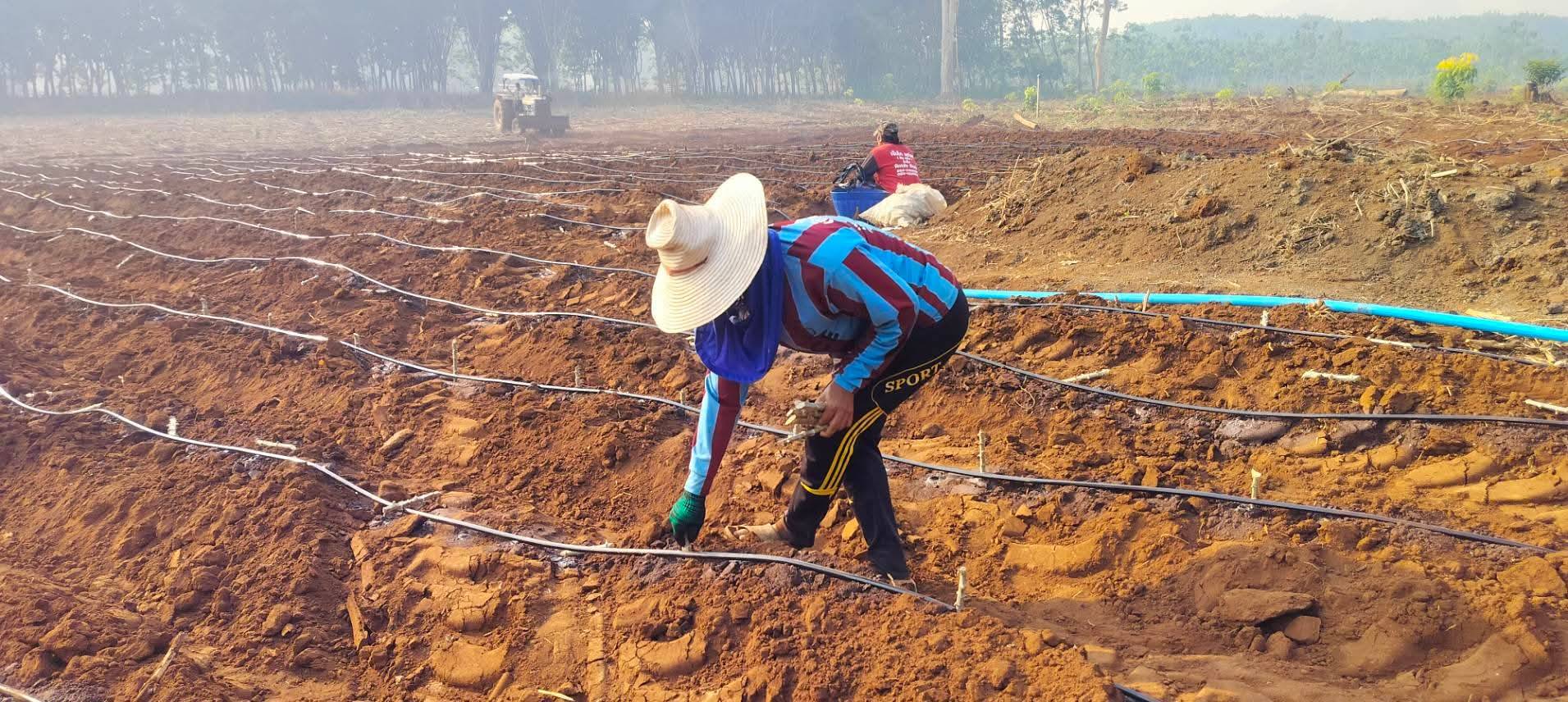 กรมส่งเสริมการเกษตร แนะเตรียมดินปลูกมันสำปะหลัง เพิ่มผลผลิตคุณภาพ สร้างรายได้ดี 8 S 161021985 0
