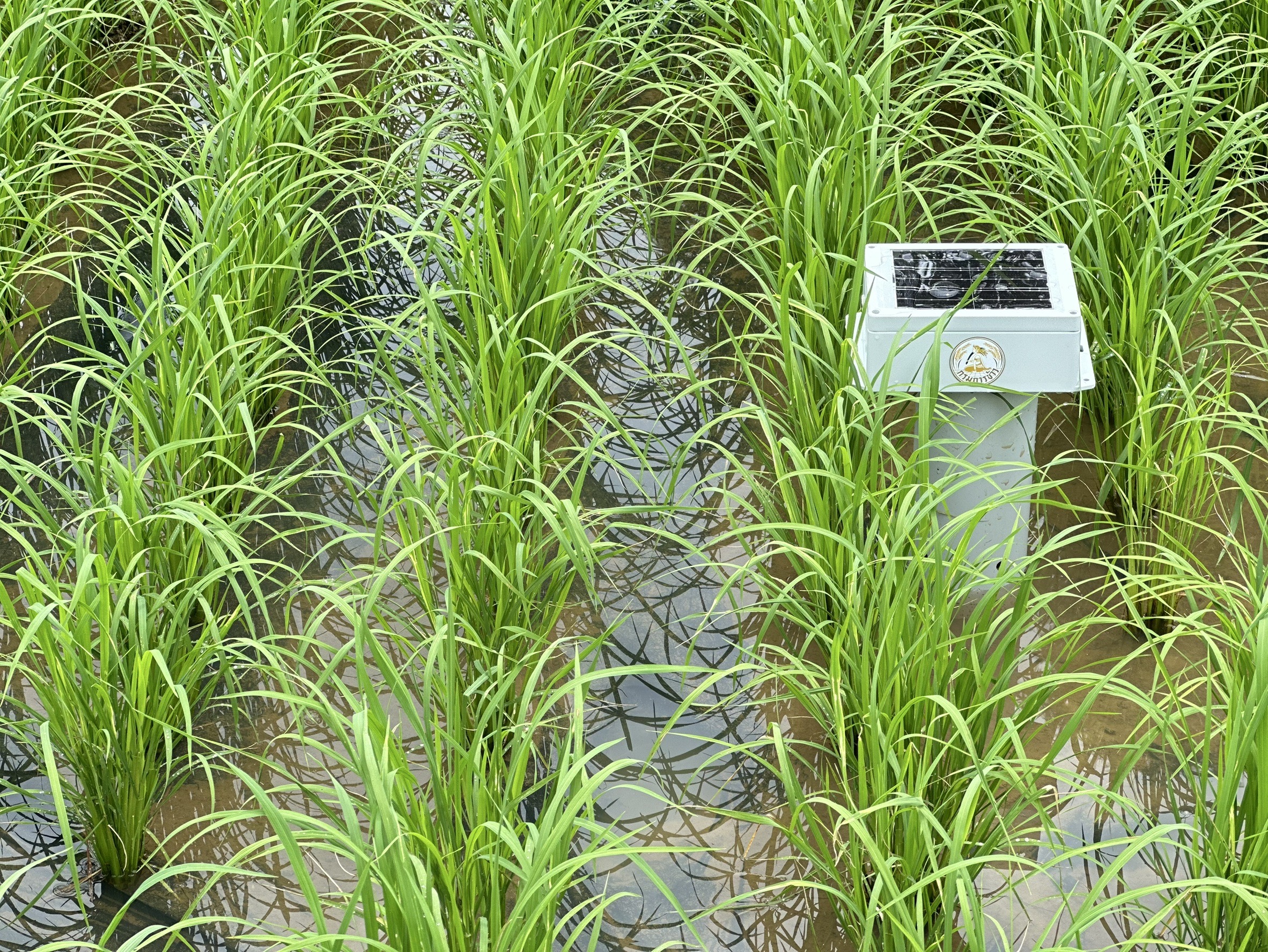 กรมการข้าวนำคณะสื่อมวลชนสัญจรศึกษาดูงานและประชาสัมพันธ์การดำเนินงานโครงการส่งเสริมและพัฒนาการผลิตข้าวด้วยเทคโนโลยีอัจฉริยะครบวงจร ปี 2568 13 S 16359538