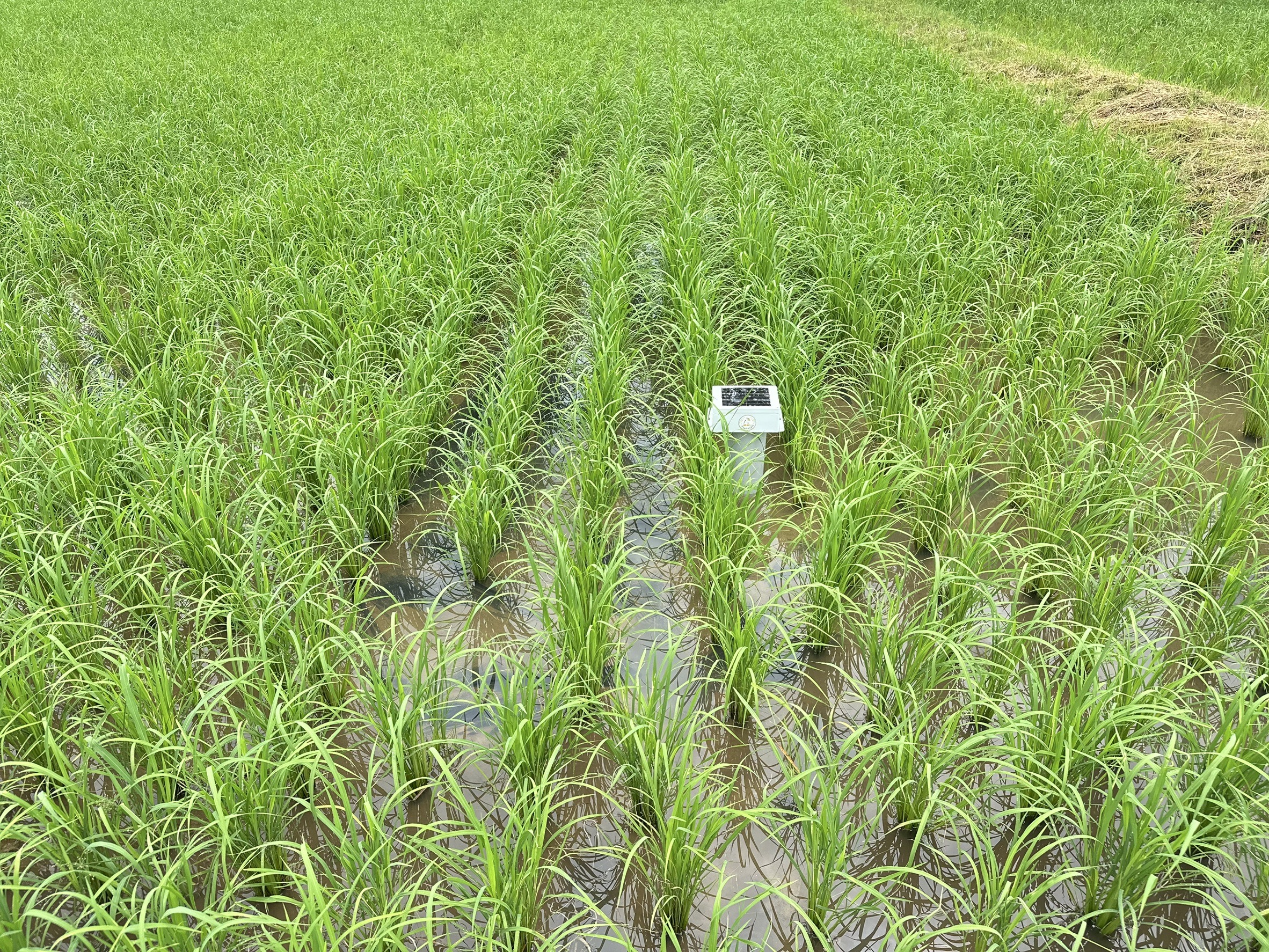 กรมการข้าวนำคณะสื่อมวลชนสัญจรศึกษาดูงานและประชาสัมพันธ์การดำเนินงานโครงการส่งเสริมและพัฒนาการผลิตข้าวด้วยเทคโนโลยีอัจฉริยะครบวงจร ปี 2568 14 S 16359539