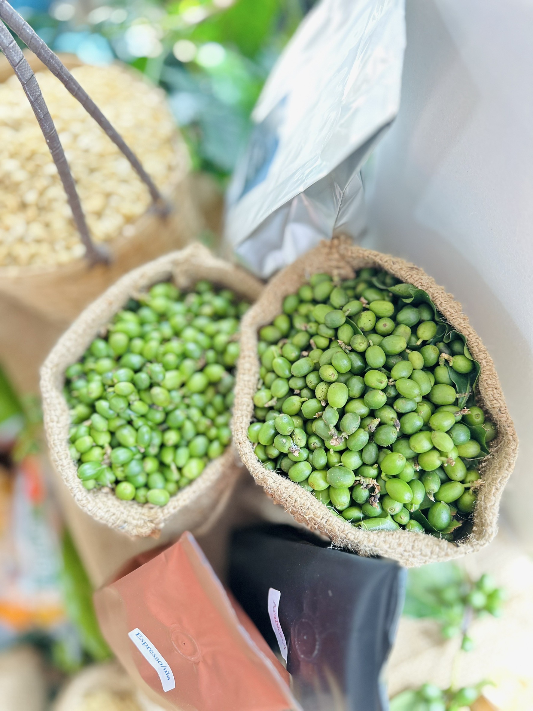 เกษตรฯ ยกระดับกาแฟไทย สู่การบรรลุเป้าหมาย 1,000 ไร่ ในปี 2570 9 S 16547860