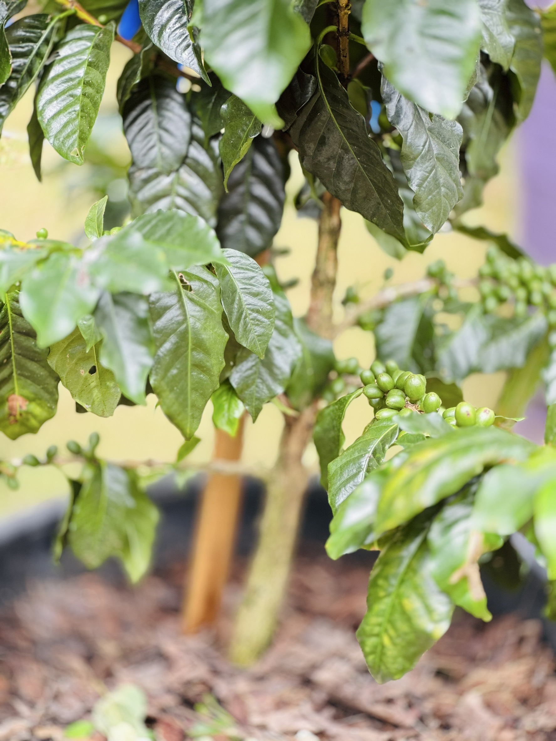 เกษตรฯ ยกระดับกาแฟไทย สู่การบรรลุเป้าหมาย 1,000 ไร่ ในปี 2570 10 S 16547875