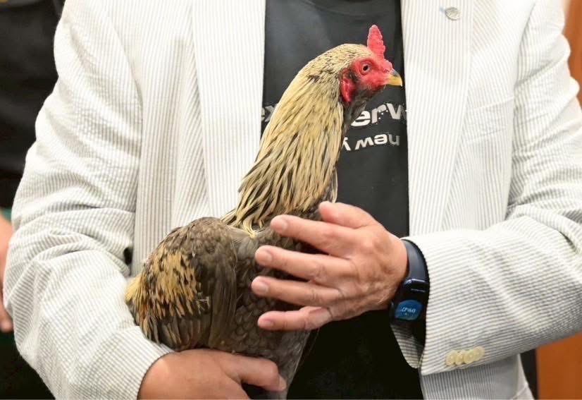 กรมปศุสัตว์ผลักดันส่งออกไก่พื้นเมือง (Ayam Bangkok) สู่ตลาดอินโดนีเซีย อย่างต่อเนื่อง 2 S 16687160