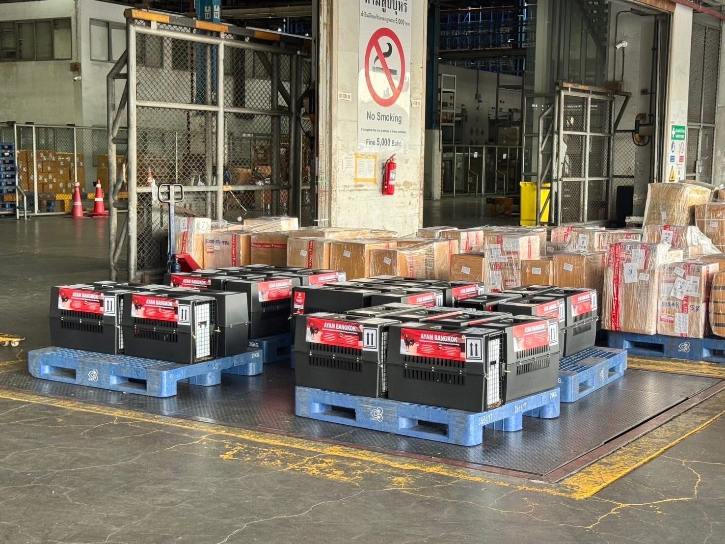 กรมปศุสัตว์ผลักดันส่งออกไก่พื้นเมือง (Ayam Bangkok) สู่ตลาดอินโดนีเซีย อย่างต่อเนื่อง 5 S 16687164