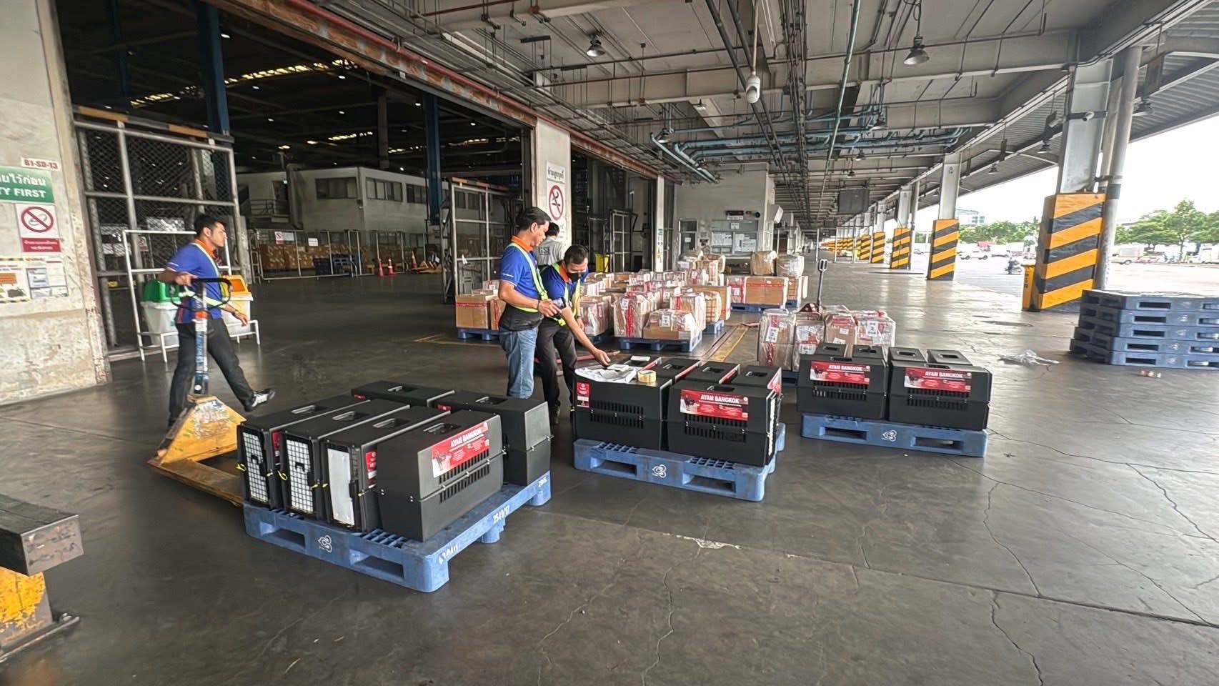 กรมปศุสัตว์ผลักดันส่งออกไก่พื้นเมือง (Ayam Bangkok) สู่ตลาดอินโดนีเซีย อย่างต่อเนื่อง 6 S 16687166