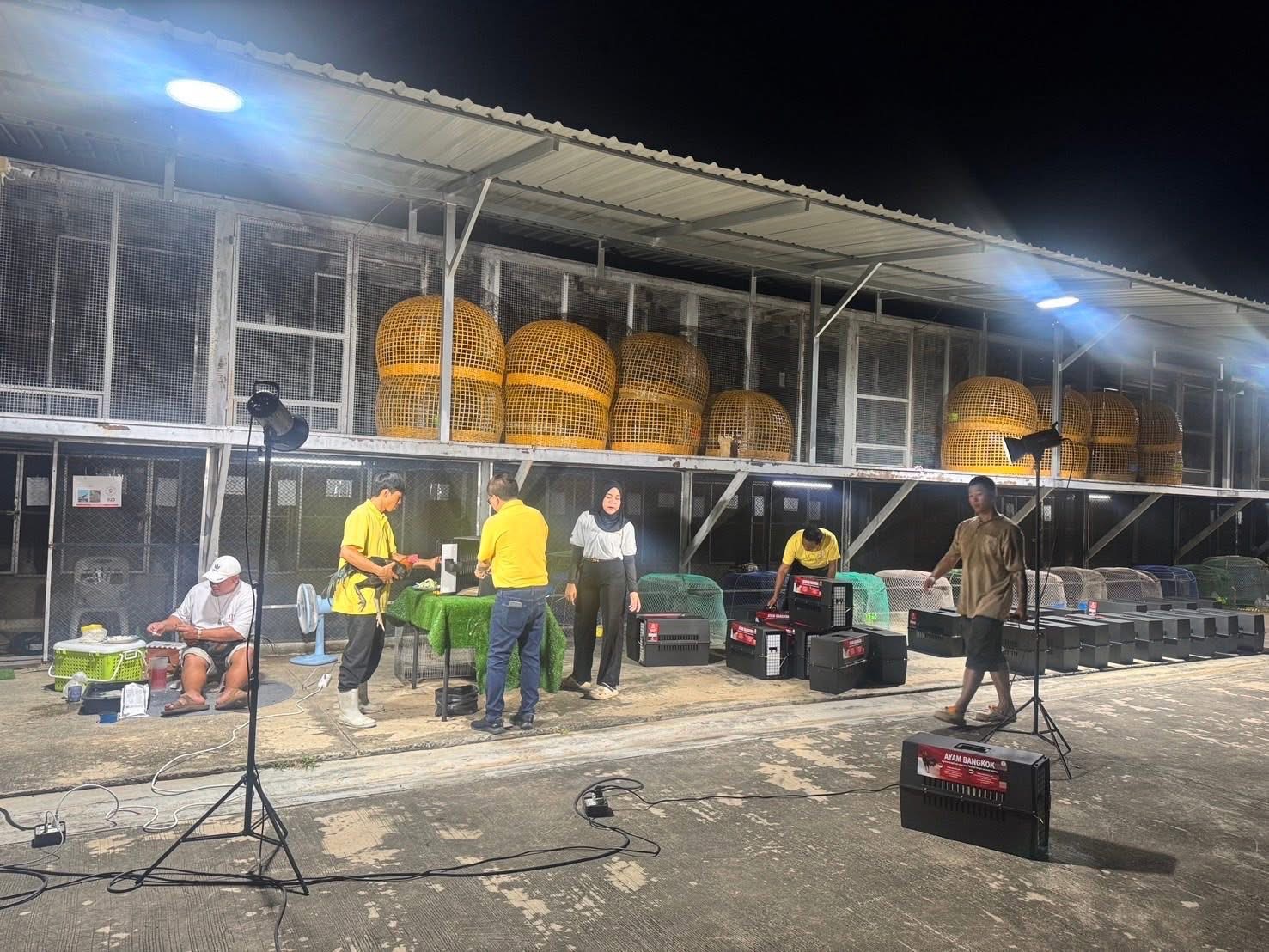 กรมปศุสัตว์ผลักดันส่งออกไก่พื้นเมือง (Ayam Bangkok) สู่ตลาดอินโดนีเซีย อย่างต่อเนื่อง 8 S 16687168