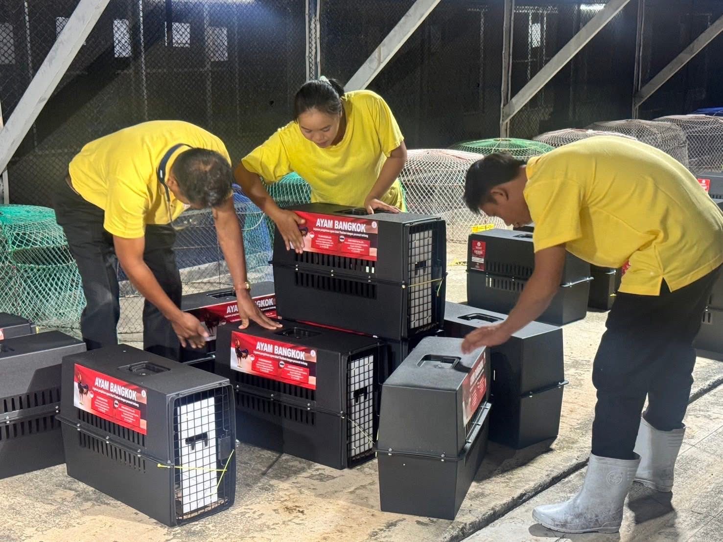 กรมปศุสัตว์ผลักดันส่งออกไก่พื้นเมือง (Ayam Bangkok) สู่ตลาดอินโดนีเซีย อย่างต่อเนื่อง 9 S 16687169