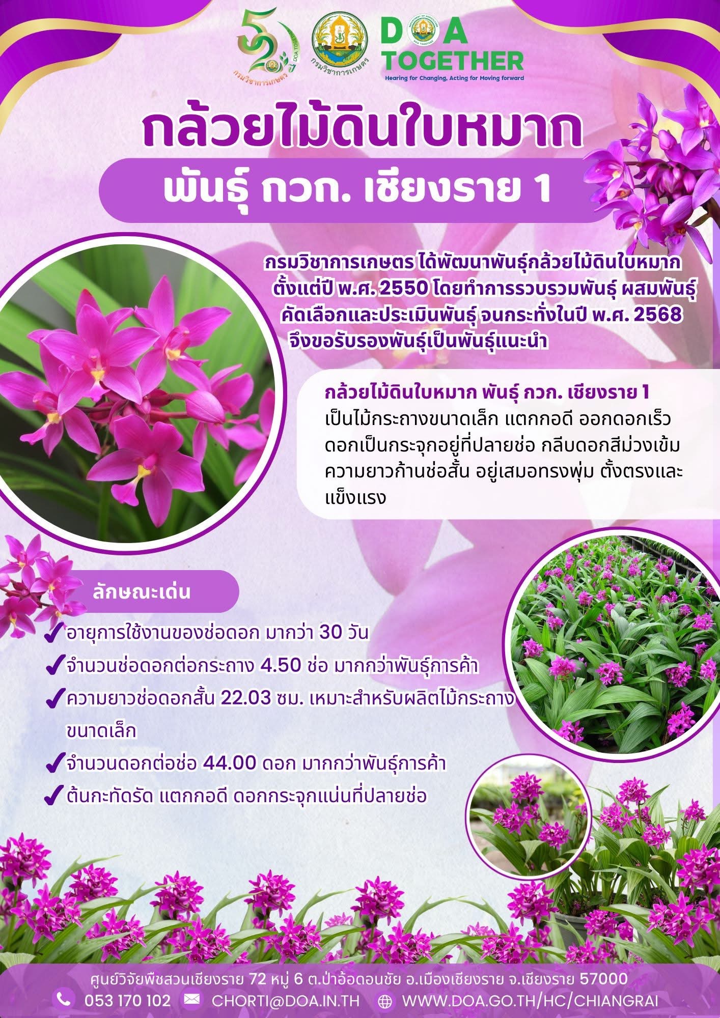 รู้จัก..กล้วยไม้ดินใบหมาก พันธุ์ กวก. เชียงราย 1 9 S 16744465