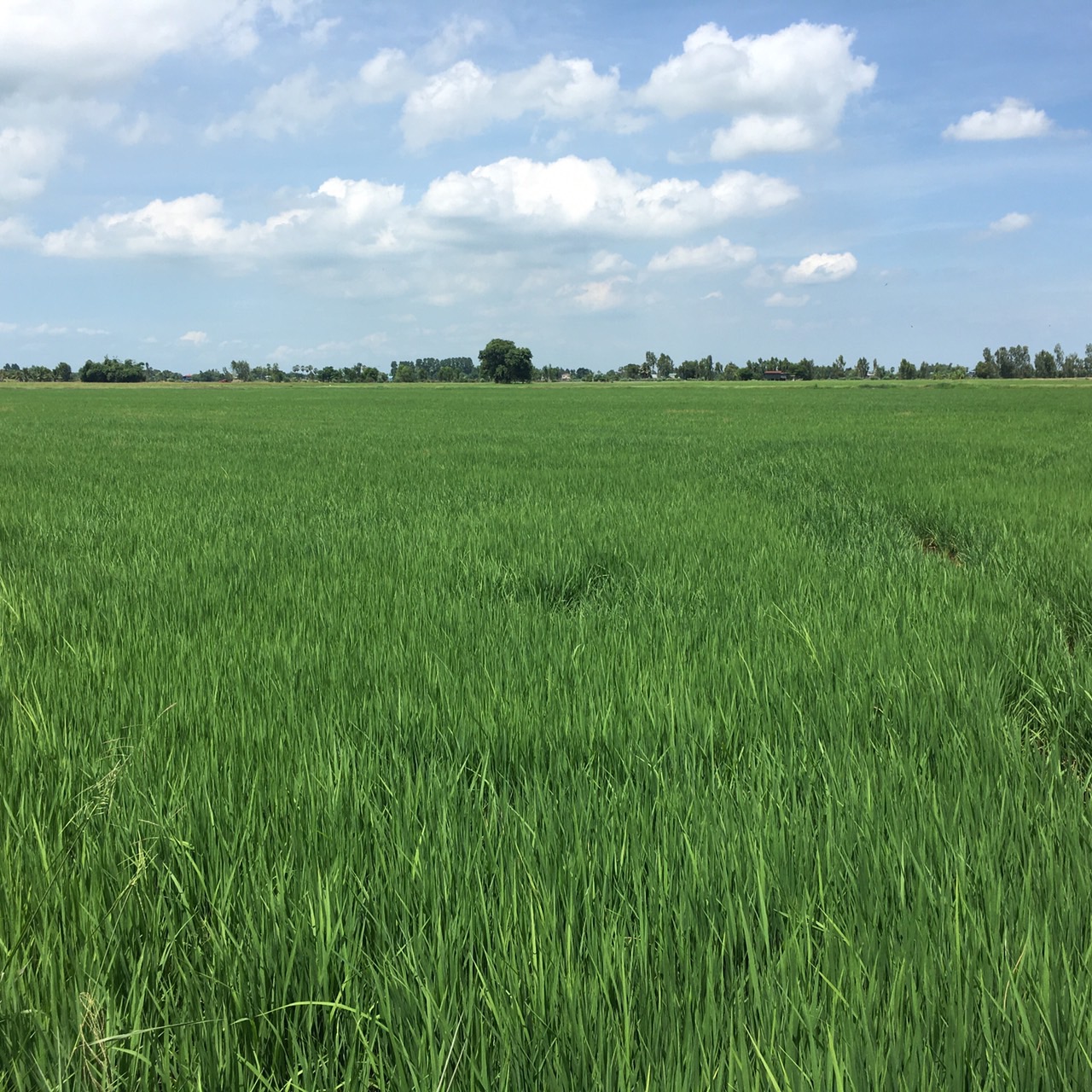 สศก.ติดตามโครงการสร้างมูลค่าเพิ่มจากวัสดุเหลือใช้ทางการเกษตรสู่การสร้างรายได้เกษตรกรอย่างยั่งยืน 6 S 16875571 0