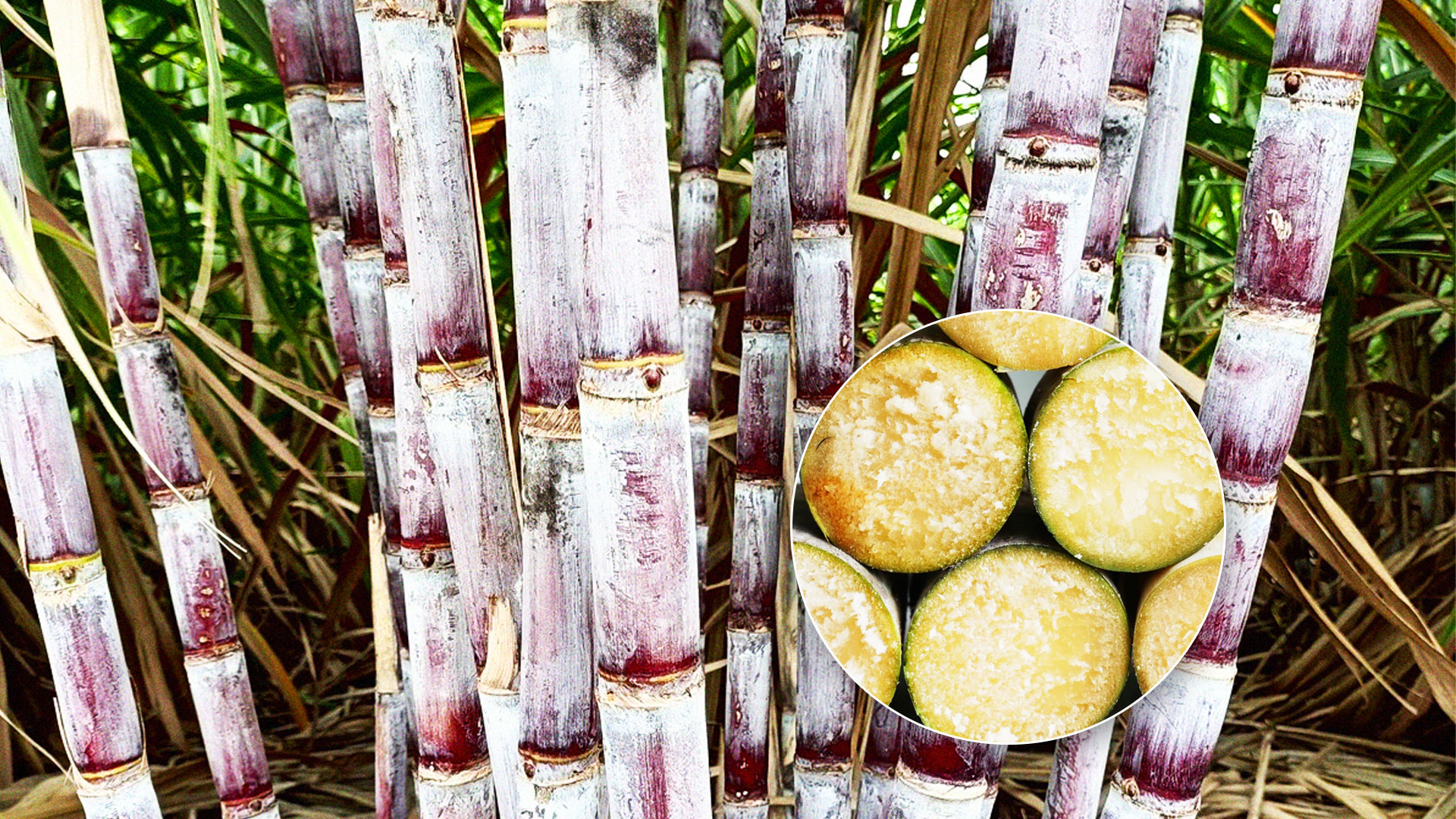 “อ้อยพันธุ์ กวก. นครสวรรค์ 2”อ้อยพันธุ์ใหม่ ผลผลิตสูง 18 ตัน/ไร่ 1 S 26009732