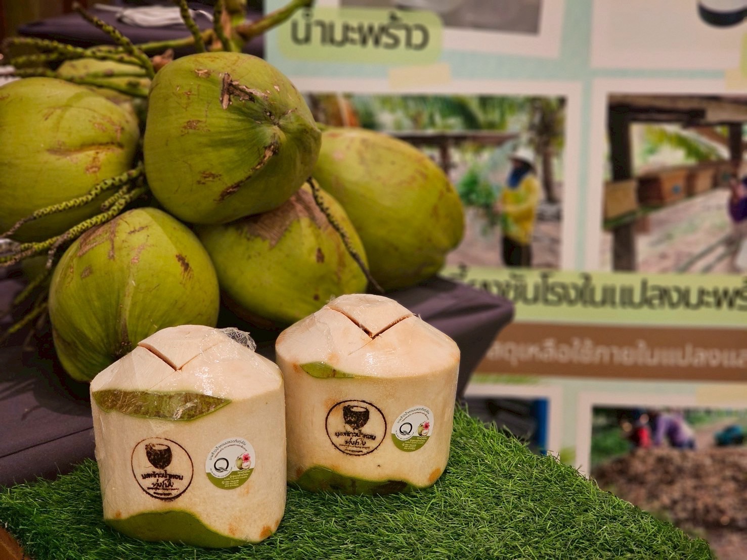 มกอช.หนุนกลุ่มเกษตรกรแปลงใหญ่ขอนแก่น ใช้เครื่องหมาย Q ผลิตสินค้าเกษตรที่มีคุณภาพ ได้มาตรฐาน พร้อมต่อยอดเกษตรมูลค่าสูง ขยายสู่ตลาดโมเดิร์นเทรด 12 S 26148945