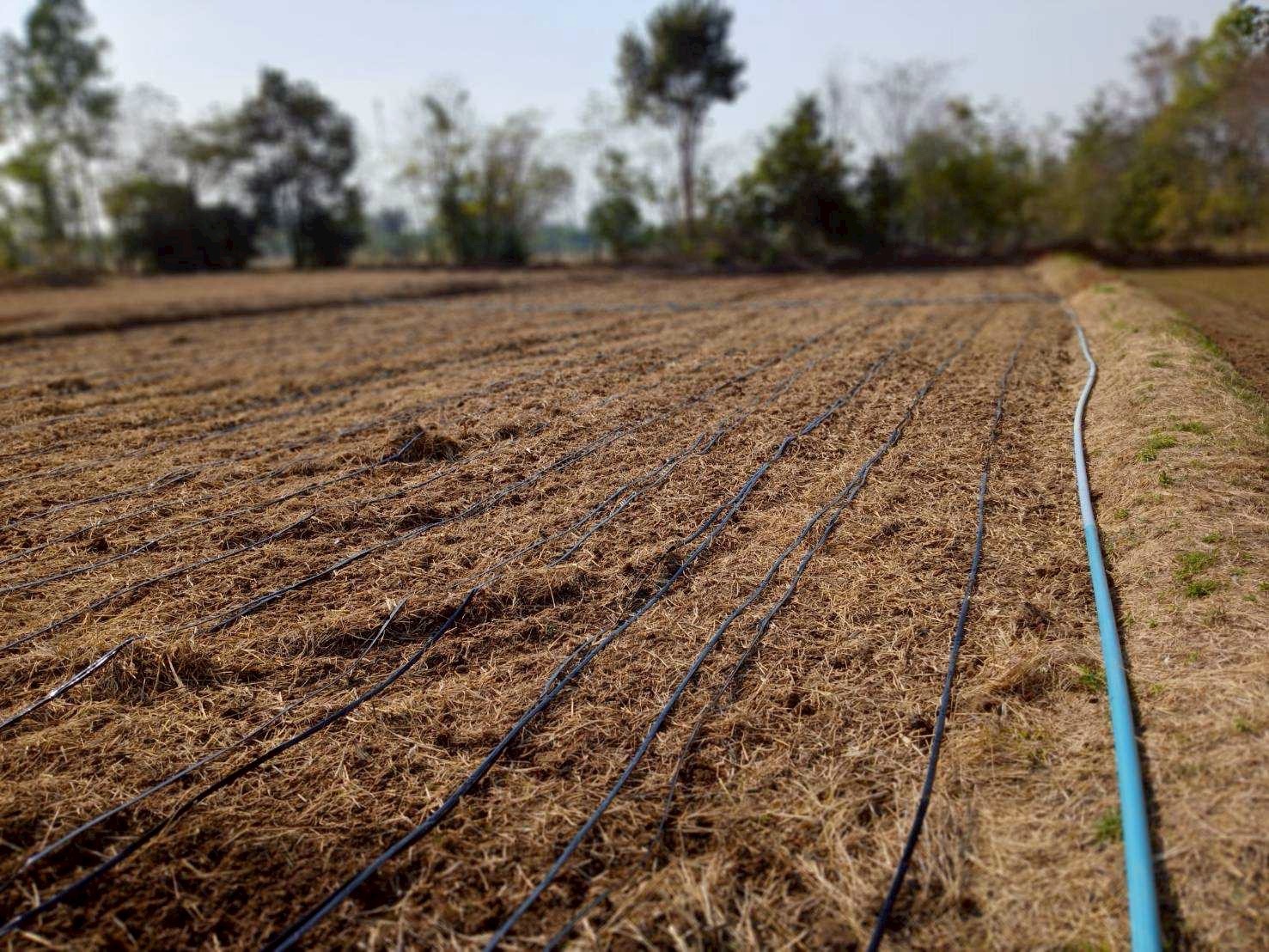 เกษตรกรปรับตัวทันโลก ปลูกข้าวทันอากาศ รายได้เพิ่ม ลดก๊าซเรือนกระจกกว่า 2.4 ล้านตัน กรมส่งเสริมการเกษตร–GIZ พร้อมยกระดับเกษตรกรสู่ Climate Smart Farmer 5 S 4718663 0