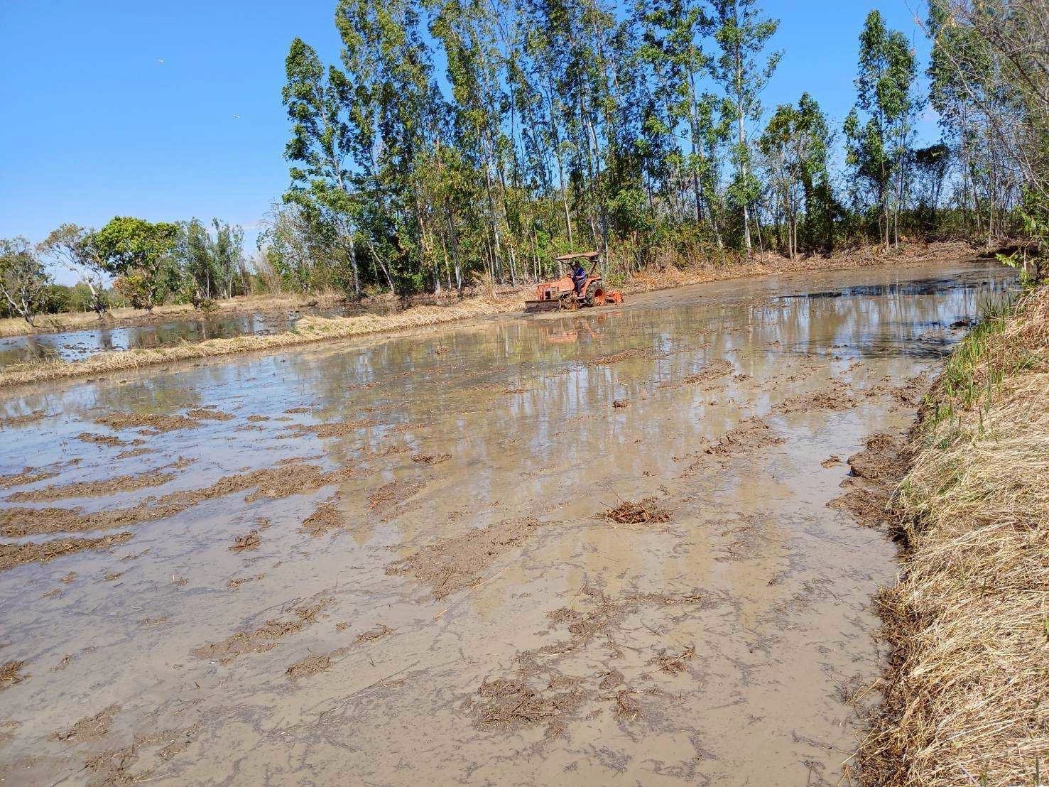เกษตรกรปรับตัวทันโลก ปลูกข้าวทันอากาศ รายได้เพิ่ม ลดก๊าซเรือนกระจกกว่า 2.4 ล้านตัน กรมส่งเสริมการเกษตร–GIZ พร้อมยกระดับเกษตรกรสู่ Climate Smart Farmer 6 S 4718665 0