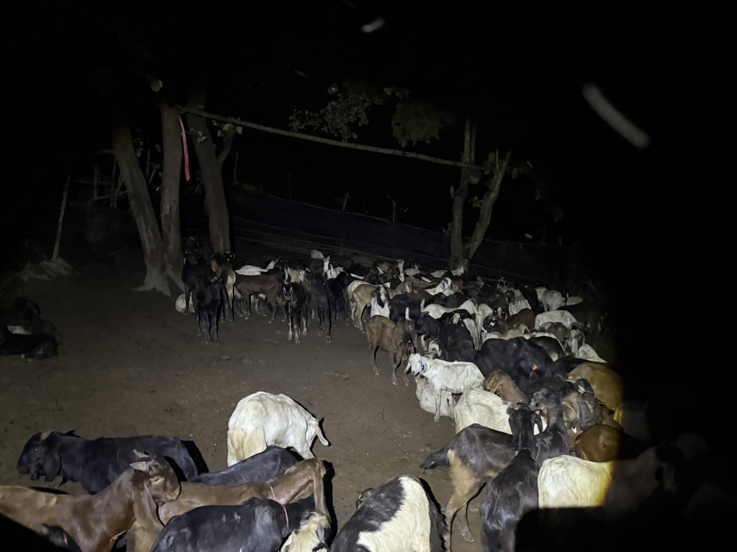 “ฉก.พญานาคราช” ตรวจยึดแพะเถื่อนในพื้นที่จังหวัดตาก 8 S 50970683