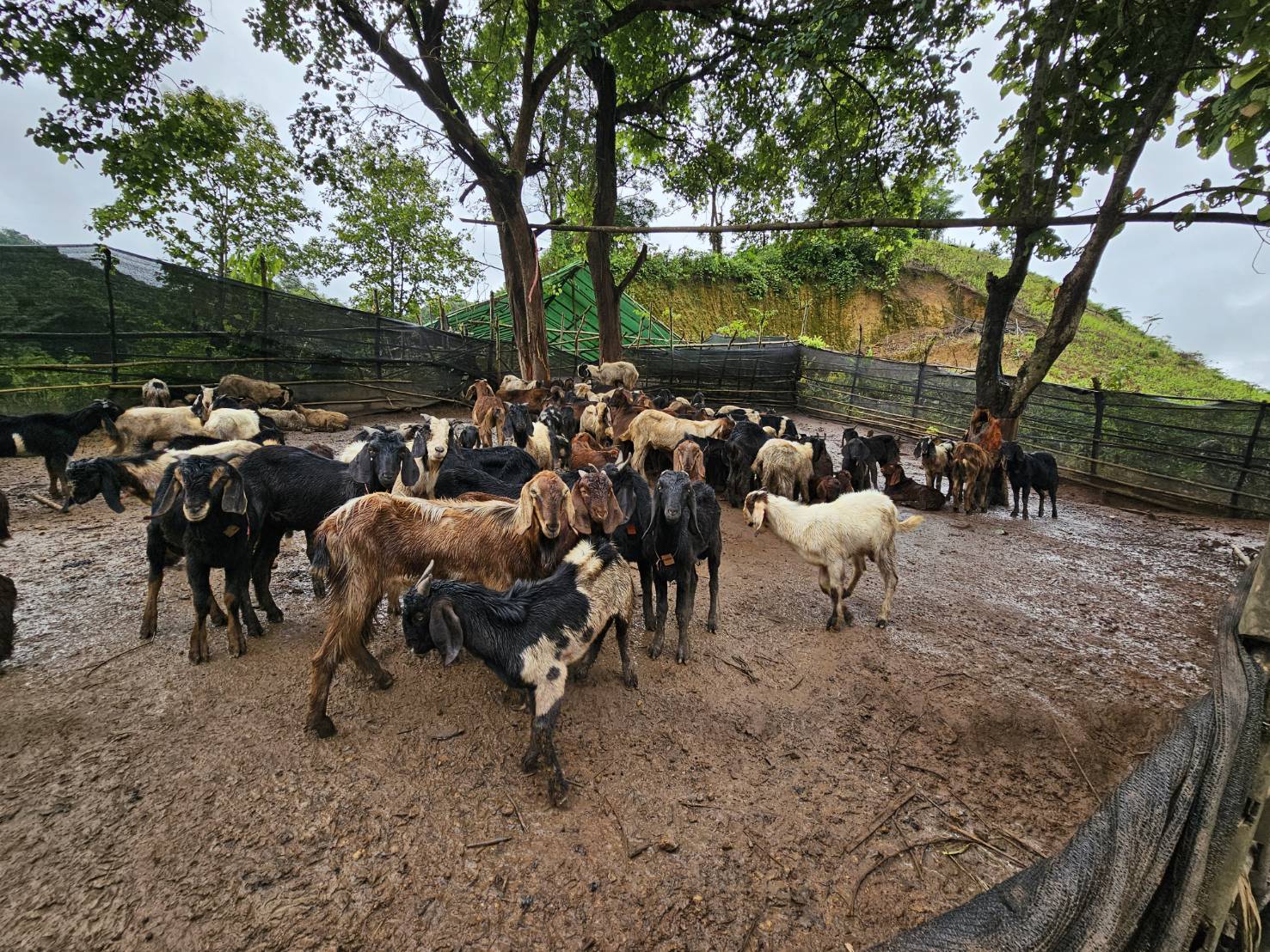 “ฉก.พญานาคราช” ตรวจยึดแพะเถื่อนในพื้นที่จังหวัดตาก 11 S 50970686