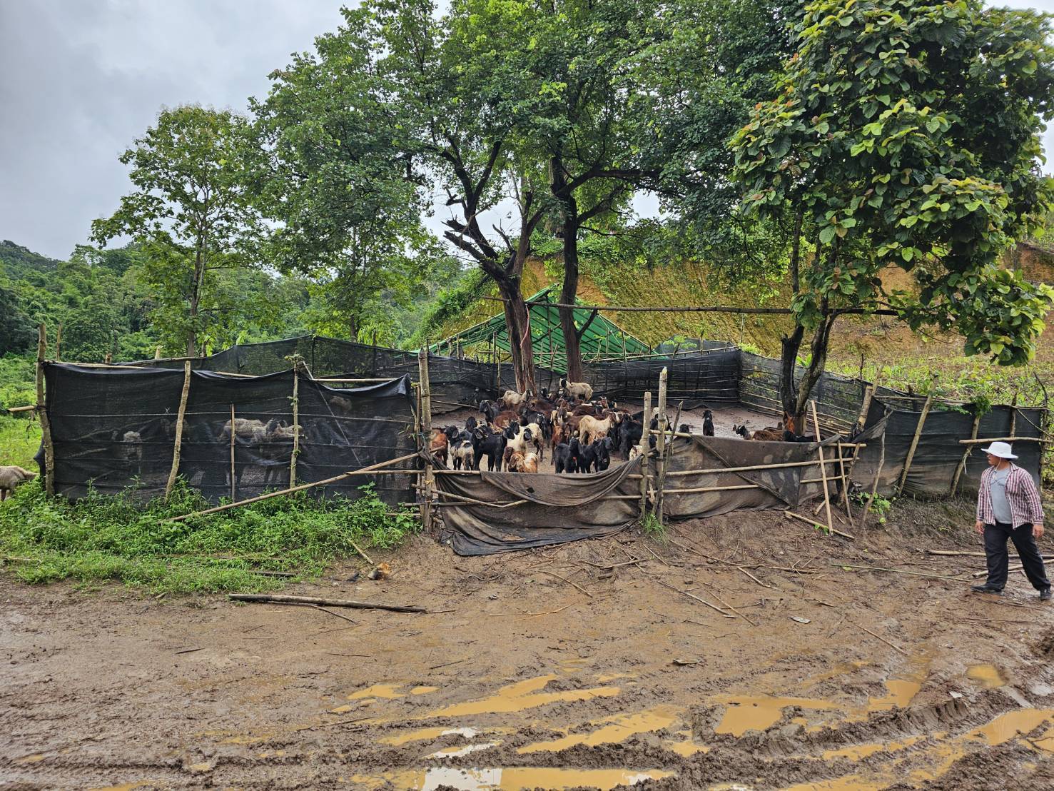 “ฉก.พญานาคราช” ตรวจยึดแพะเถื่อนในพื้นที่จังหวัดตาก 12 S 50970688